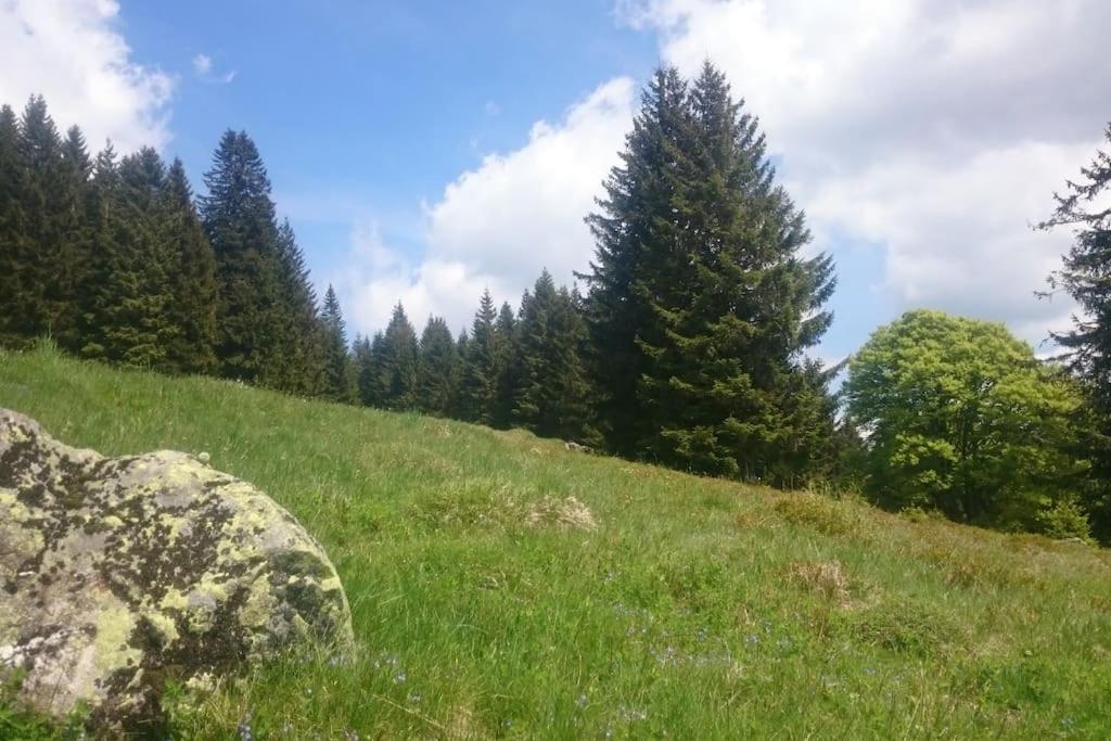 Ferienwohnung Schog Todtnau Dış mekan fotoğraf